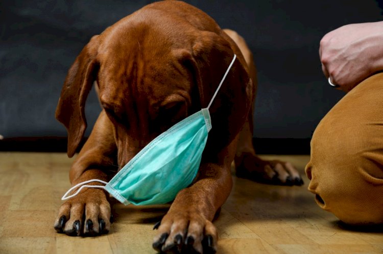 कुत्तों से भी इंसानों में पहुंच रहा कोरोना वायरस, जानें इस नए वेरिएंट को लेकर क्या कहती है स्टडी