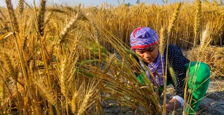 रूस-यूक्रेन युद्ध से भारत के किसानों को मिल रहा फायदा, बाजार में MSP से ज्यादा गेहूं का दाम