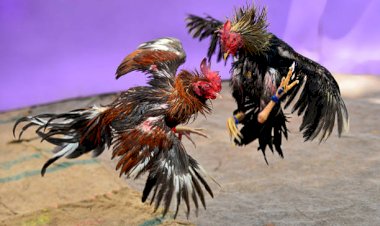 दो मुर्गे 25 दिन से जेल में बंद, सट्टेबाज तो छूटे, लेकिन मुर्गों को नहीं मिली जमानत