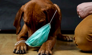 कुत्तों से भी इंसानों में पहुंच रहा कोरोना वायरस, जानें इस नए वेरिएंट को लेकर क्या कहती है स्टडी