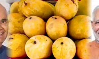 आज दिल्ली पहुंचेगा भागलपुर का जर्दालू आम, राष्ट्रपति-प्रधानमंत्री चखेंगे स्वाद, जानें इसकी खासियत